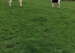 Benalbit herd Fresian yearling heifers