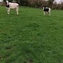 Benalbit herd Fresian yearling heifers Image 4