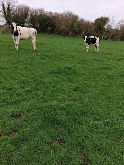 Benalbit herd Fresian yearling heifers
