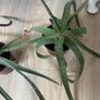 2 Aloe Vera Plants Image 3