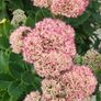 Perennial plants dont get much easier than sedum. Image 2