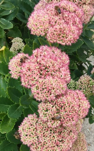 Perennial plants dont get much easier than sedum.