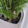 Chamaedorea Elegans planter Image 2