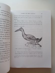The Gannet a Bird With a History - J.H. Gurney - Wildlife Book - Bird Book - Ornithology Book