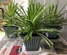 Plant Selection x 5