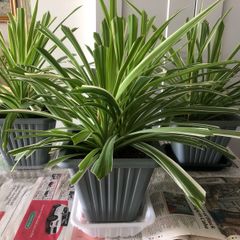 Plant Selection x 5