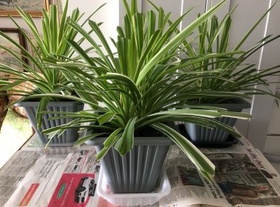 Plant Selection x 5