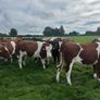 Incalf heifers Image 6