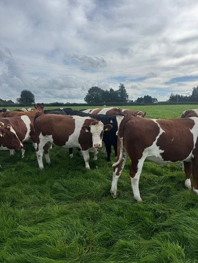 Incalf heifers