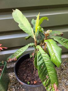 Loquat Tree