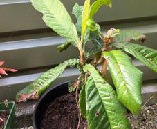 Loquat Tree