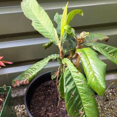 Loquat Tree
