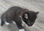 kittens