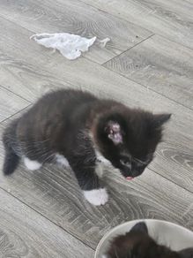 kittens