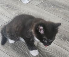 kittens