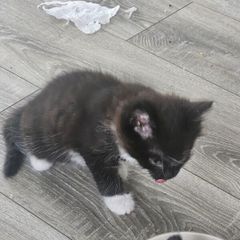 kittens