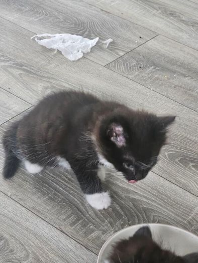kittens