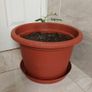 Curry Leaves Plant for sale Image 2