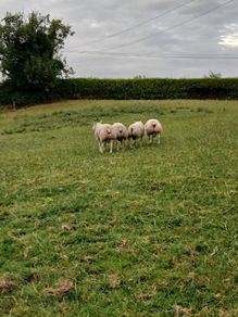 Beltex Hogget Ram