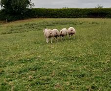 Beltex Hogget Ram