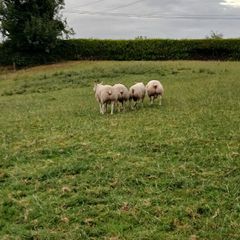 Beltex Hogget Ram