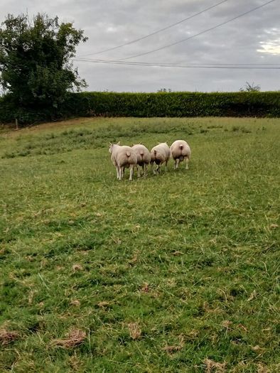 Beltex Hogget Ram