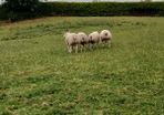 Beltex Hogget Ram