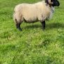 Black faced mountain hogget rams Image 6