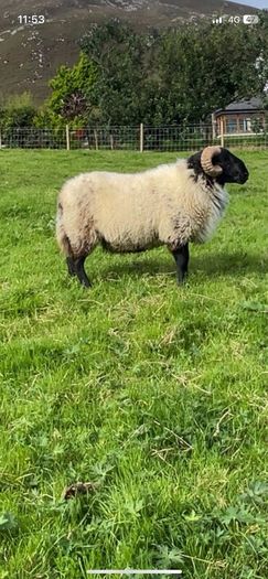 Black faced mountain hogget rams