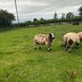Ram lambs Image 7