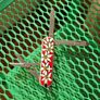 Vintage Wenger Esquire 65mm Swiss Army Knife Discontinued Collectable with Modern Delemont Victorinox Scales Image 5