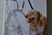 Bike Dog Lead BNWT
