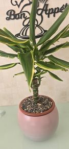 Dracaena