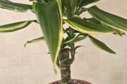 Dracaena