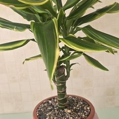 Dracaena