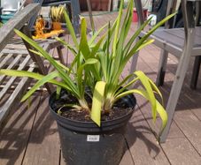 Agapanthus plant