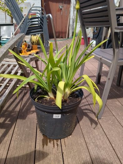 Agapanthus plant