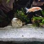 Fluval Fish Tanks 200ltr Image 9