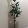rubber plant with new pics. Image 3