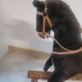 Rocking Horse Image 2
