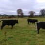 Cattle Image 2