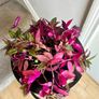 tradescantia plant Image 2