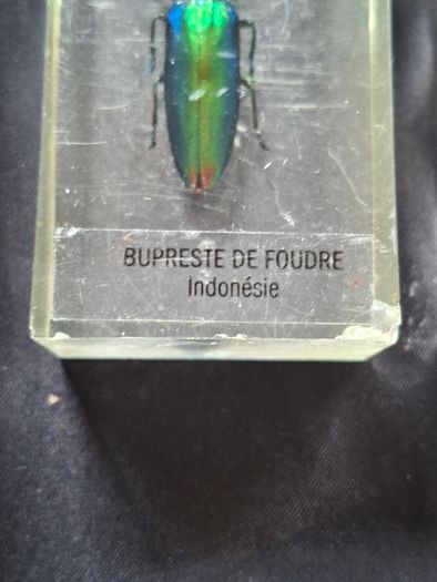 Genuine Collection of 15 Clear Resin Exotic Insects and Arachnids Price is for 1 only