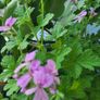 Geranium Lemon. Scented edible plant. Image 2