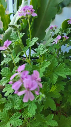 Geranium Lemon. Scented edible plant.