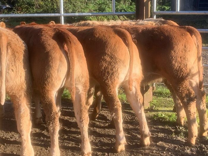 20 u grade charlaois and limousine heifers