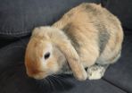 rabbits for rehome