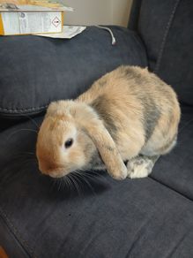 rabbits for rehome