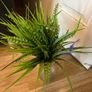 Quick Sell plant Image 3
