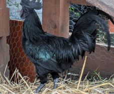 poultry